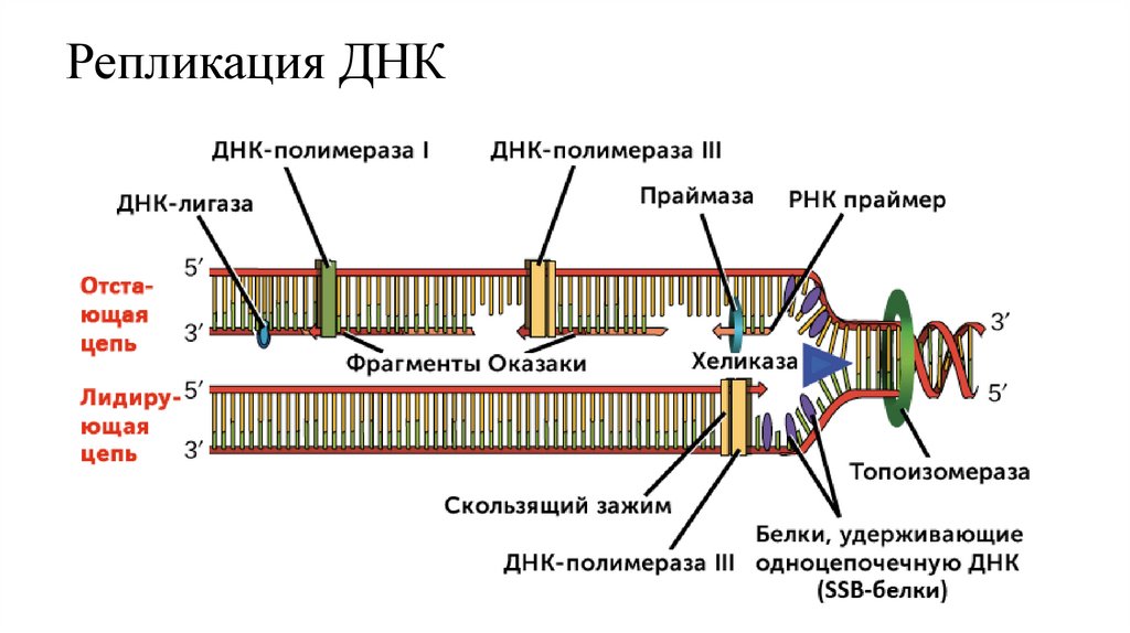 Репликация ДНК