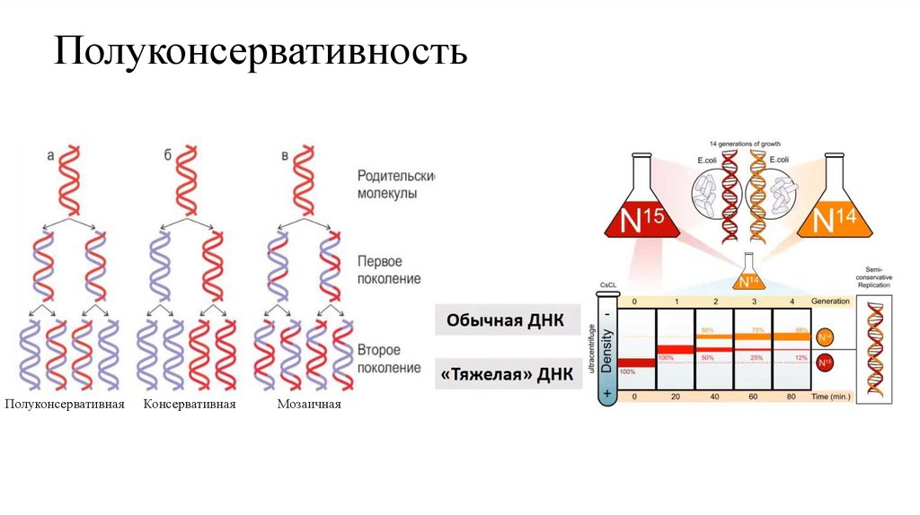 Полуконсервативность
