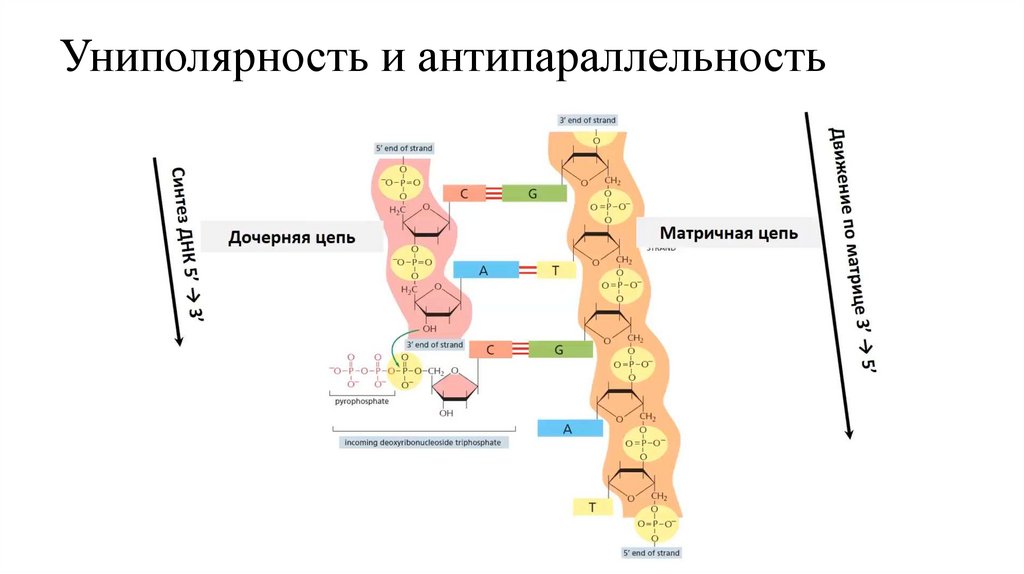 Униполярность и антипараллельность