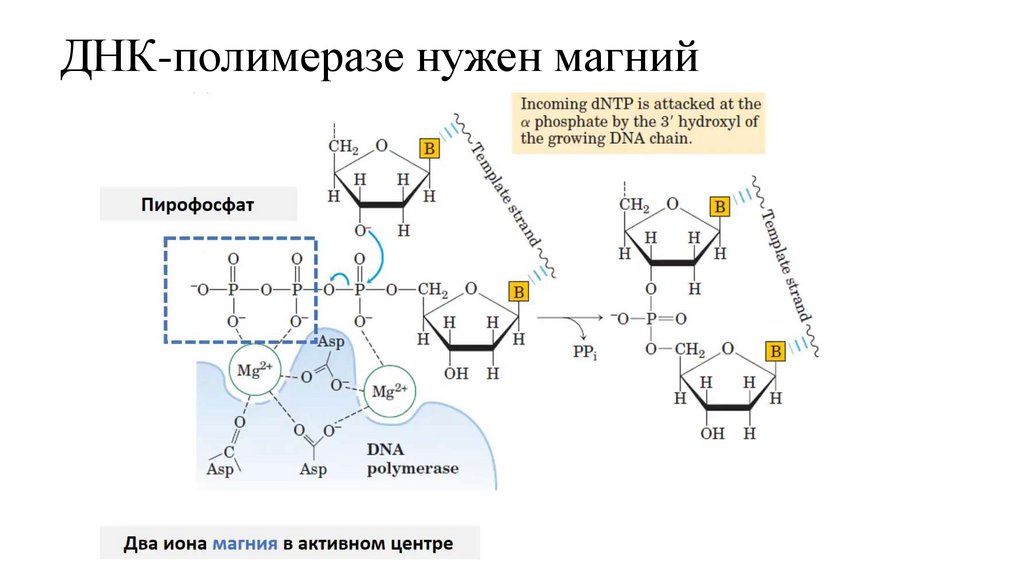 ДНК-полимеразе нужен магний