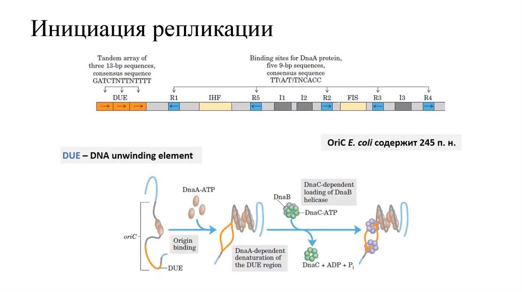 Инициация репликации