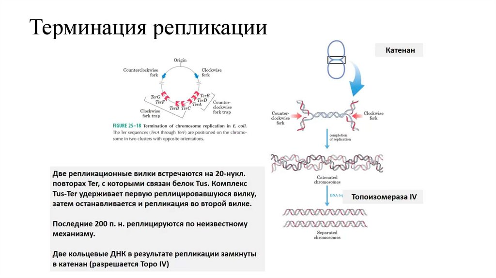 Терминация репликации