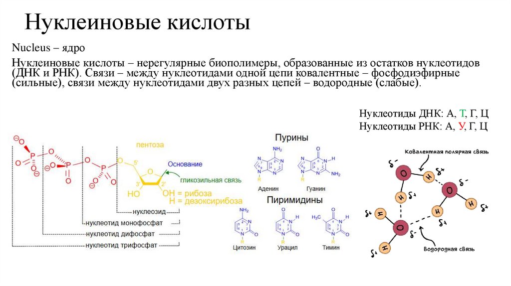 Нуклеиновые кислоты