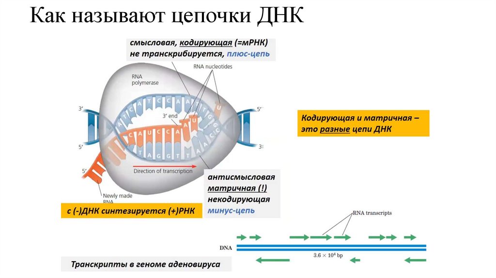Как называют цепочки ДНК