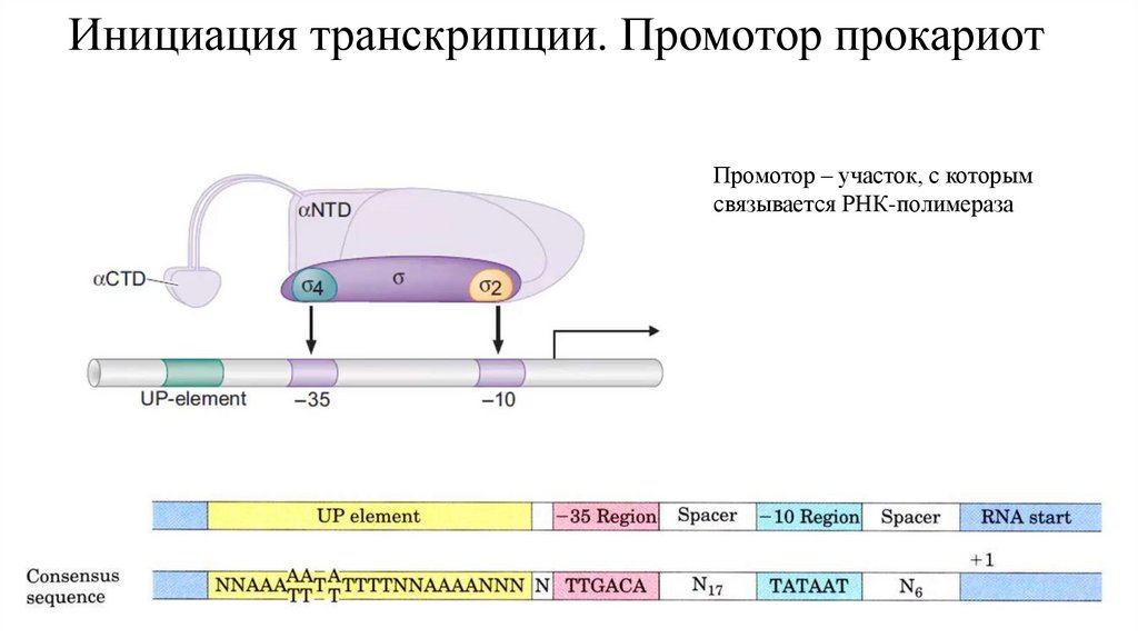 Инициация транскрипции. Промотор прокариот
