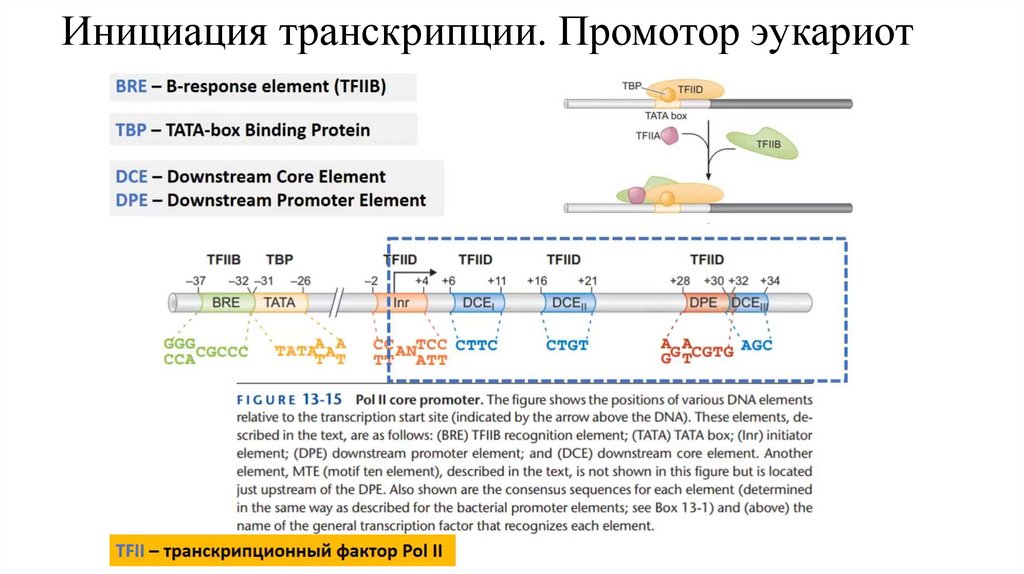 Инициация транскрипции. Промотор эукариот