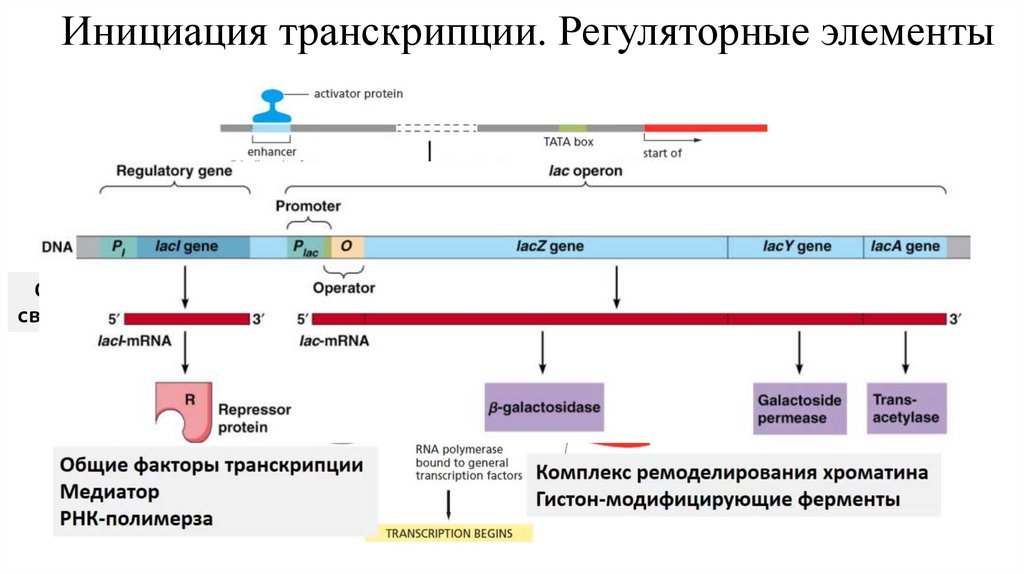 Инициация транскрипции. Регуляторные элементы