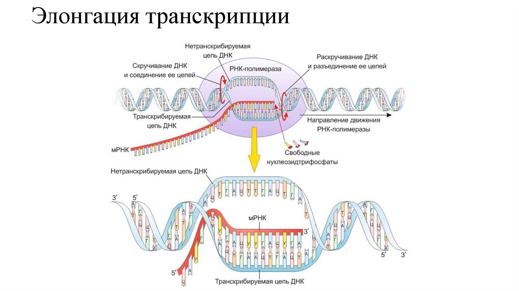 Элонгация транскрипции