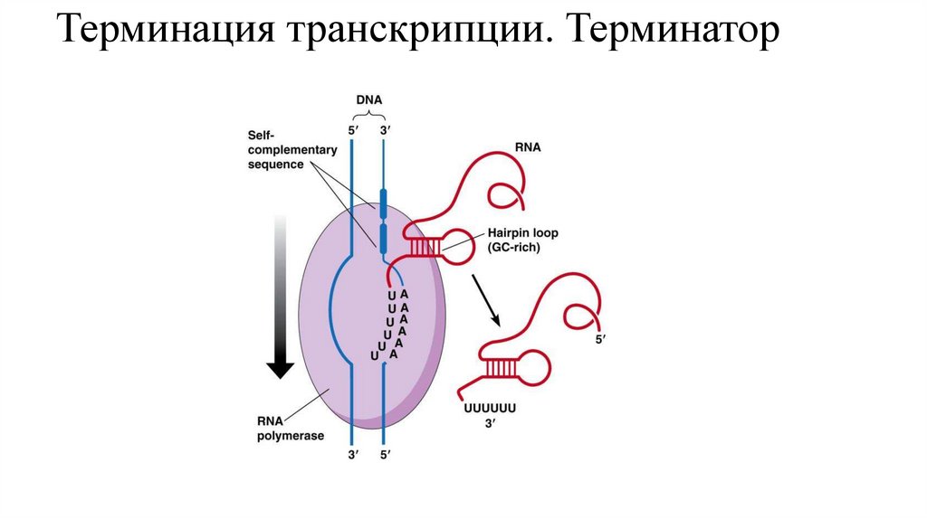 Терминация транскрипции. Терминатор