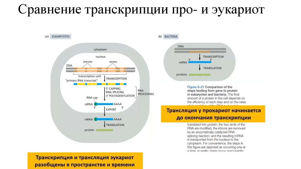 Сравнение транскрипции про- и эукариот