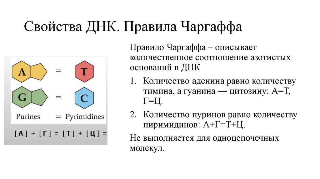 Свойства ДНК. Правила Чаргаффа
