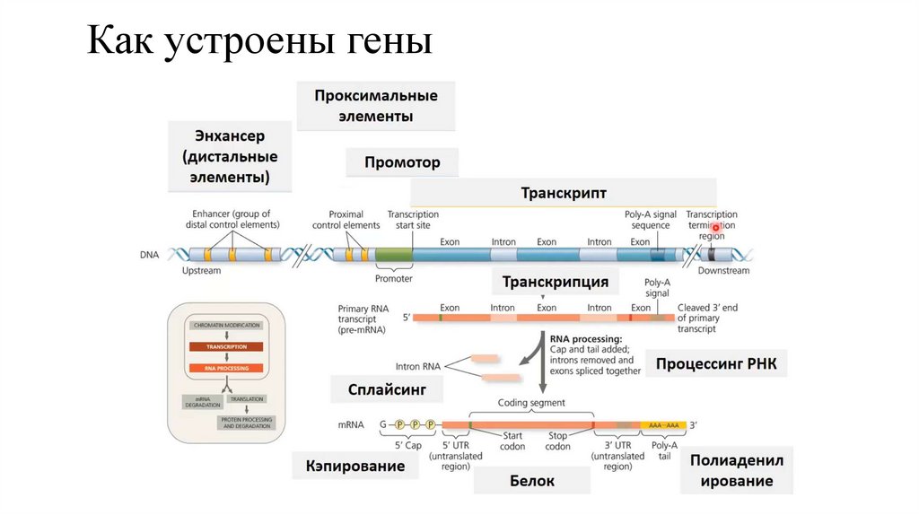 Как устроены гены
