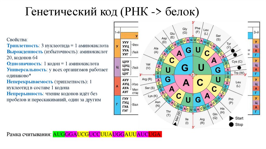 Генетический код (РНК -> белок)