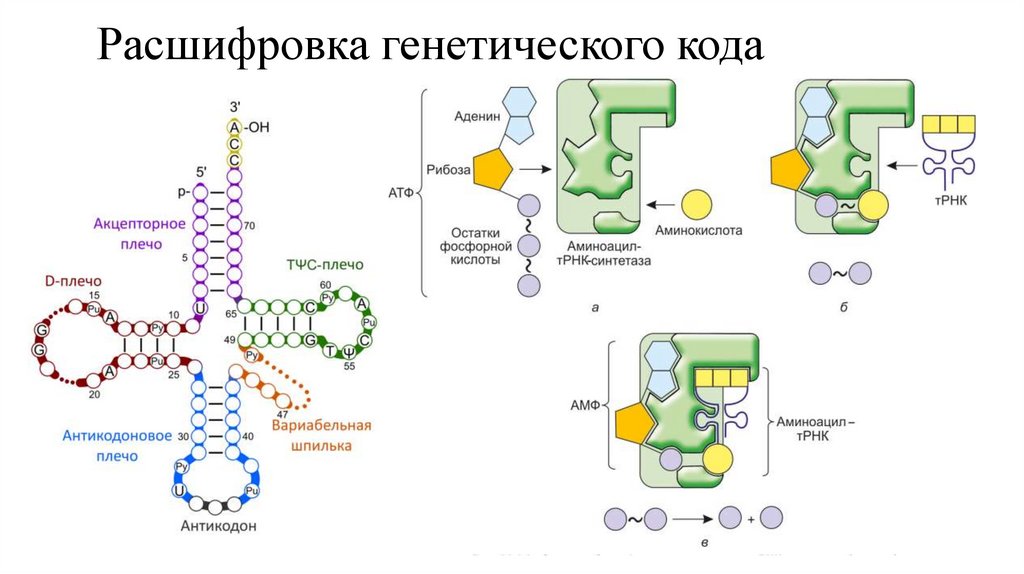 Расшифровка генетического кода