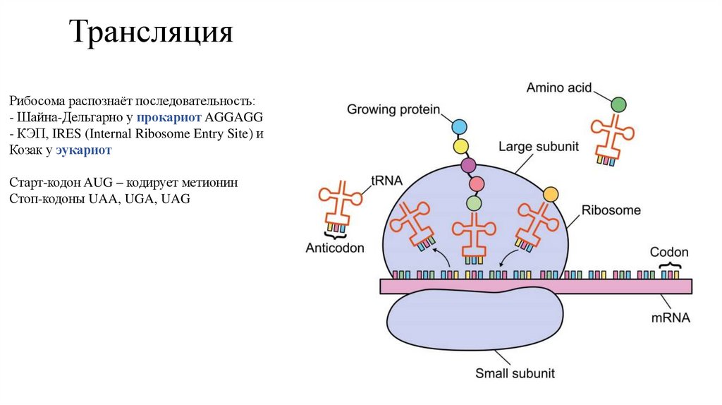 Трансляция