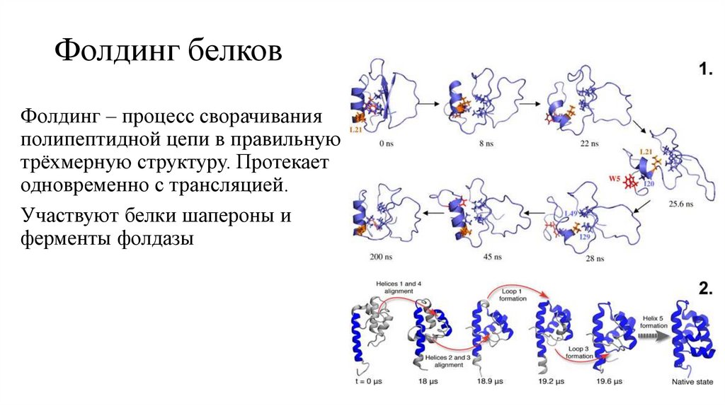 Фолдинг белков