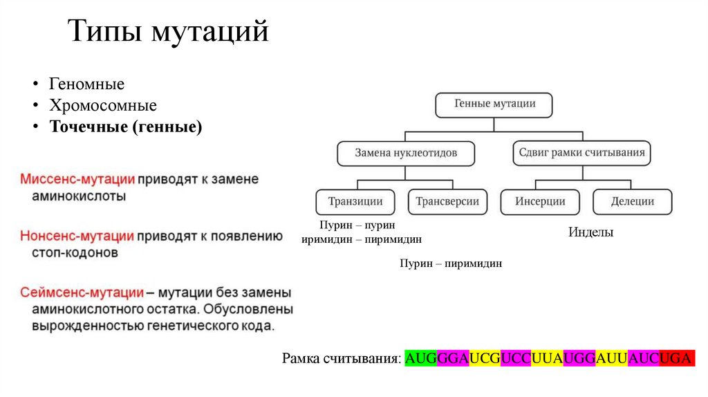 Типы мутаций
