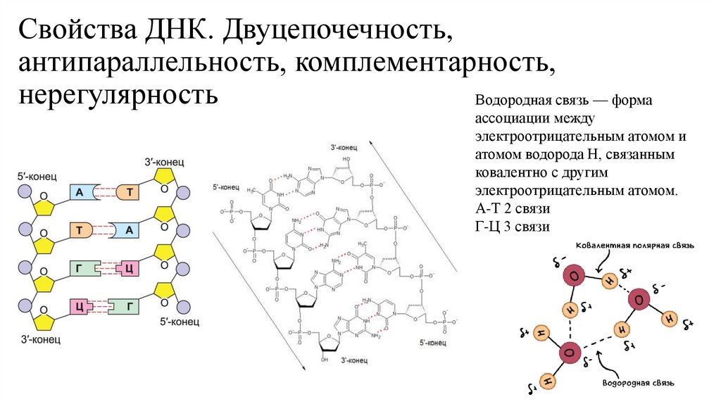Свойства ДНК. Двуцепочечность, антипараллельность, комплементарность, нерегулярность