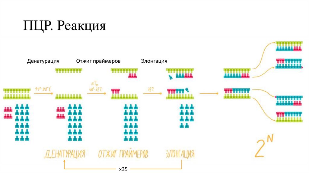 ПЦР. Реакция