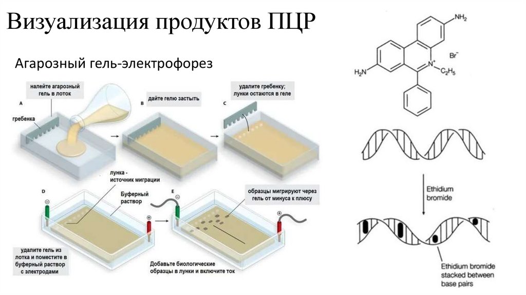 Визуализация продуктов ПЦР