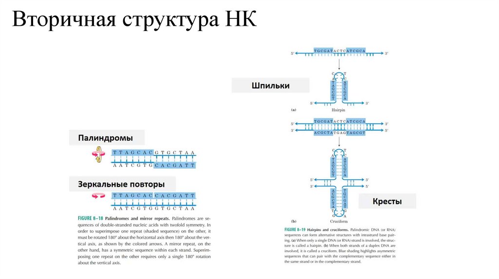 Вторичная структура НК