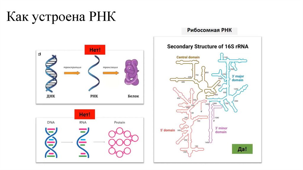 Как устроена РНК