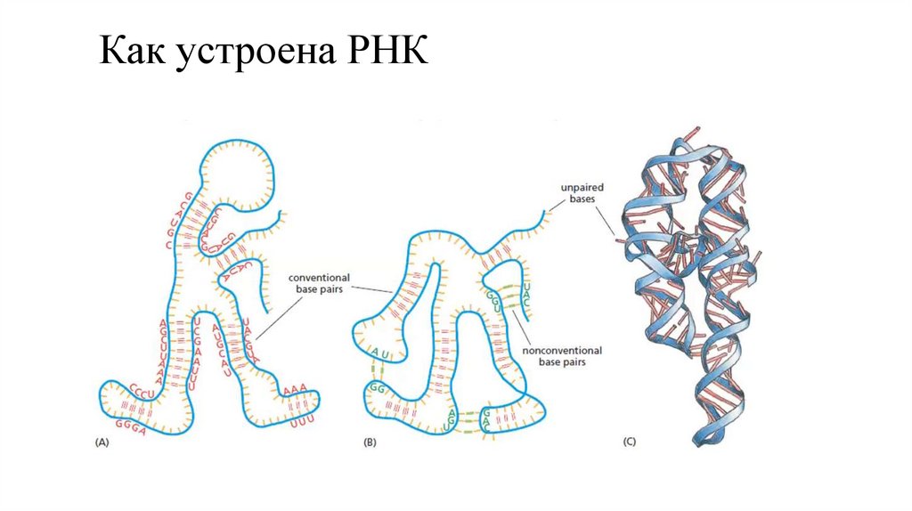 Как устроена РНК