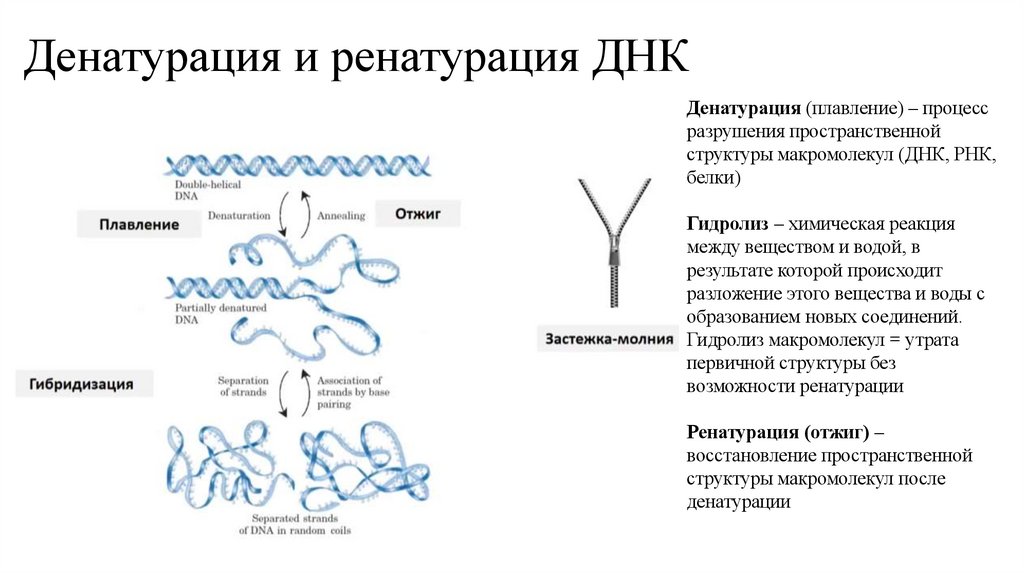 Денатурация и ренатурация ДНК