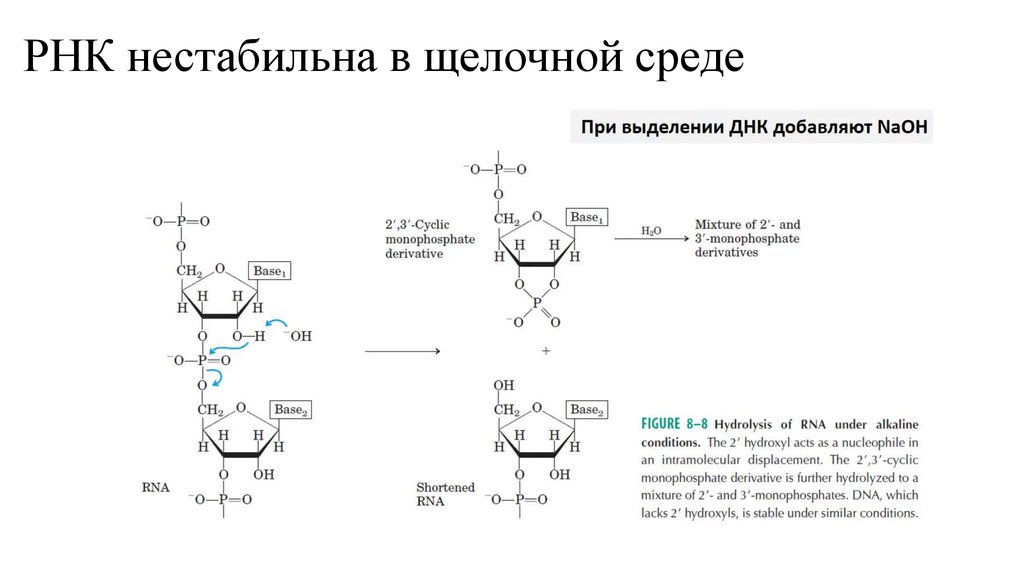 РНК нестабильна в щелочной среде