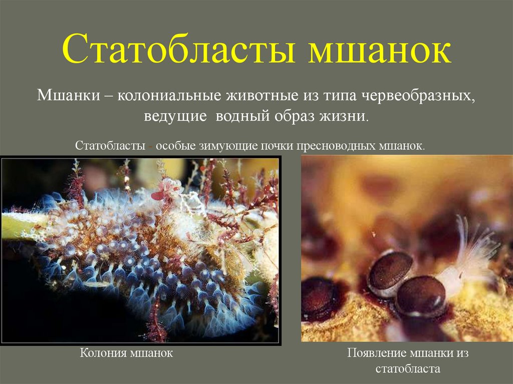 Статобласты мшанок