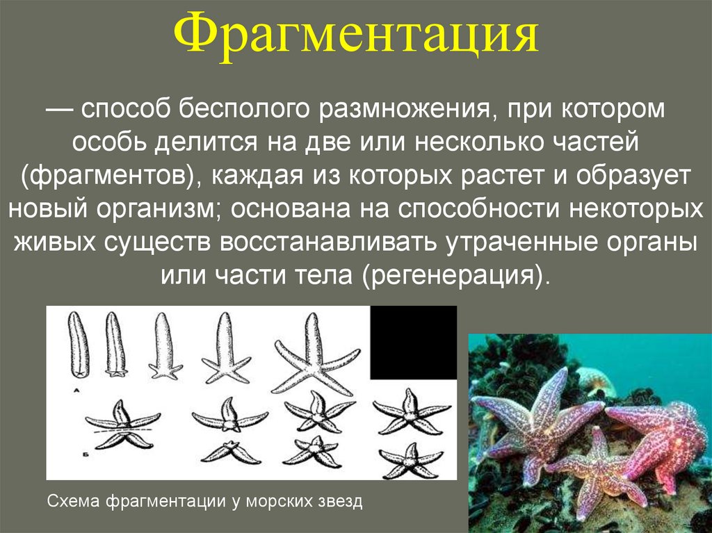 Фрагментация