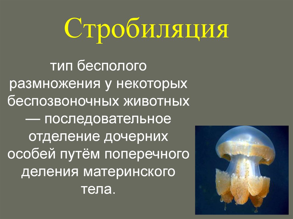 Стробиляция