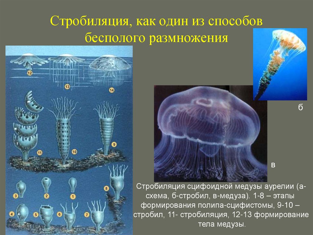 Стробиляция, как один из способов бесполого размножения