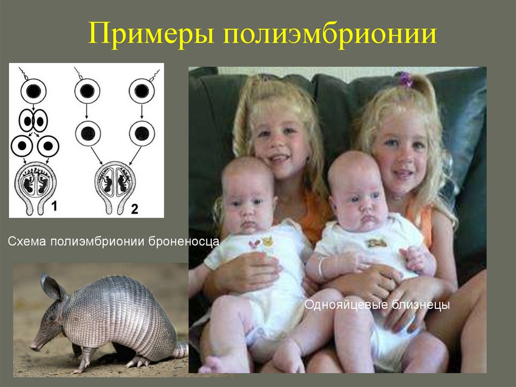 Примеры полиэмбрионии