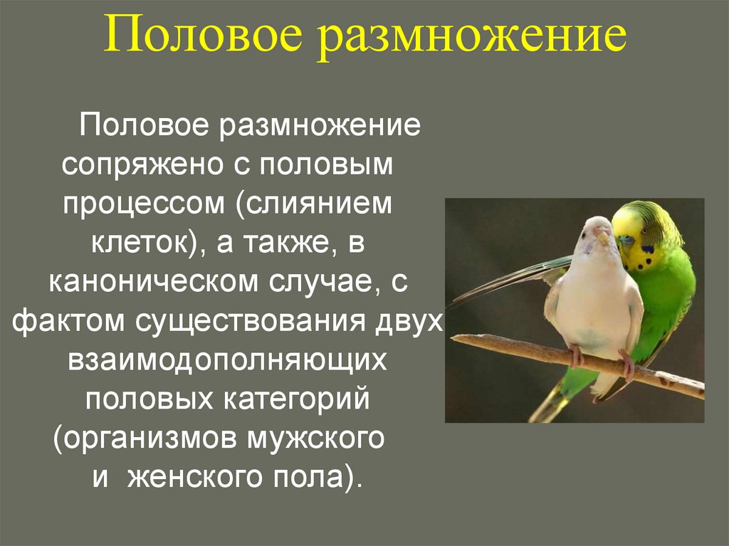 Половое размножение