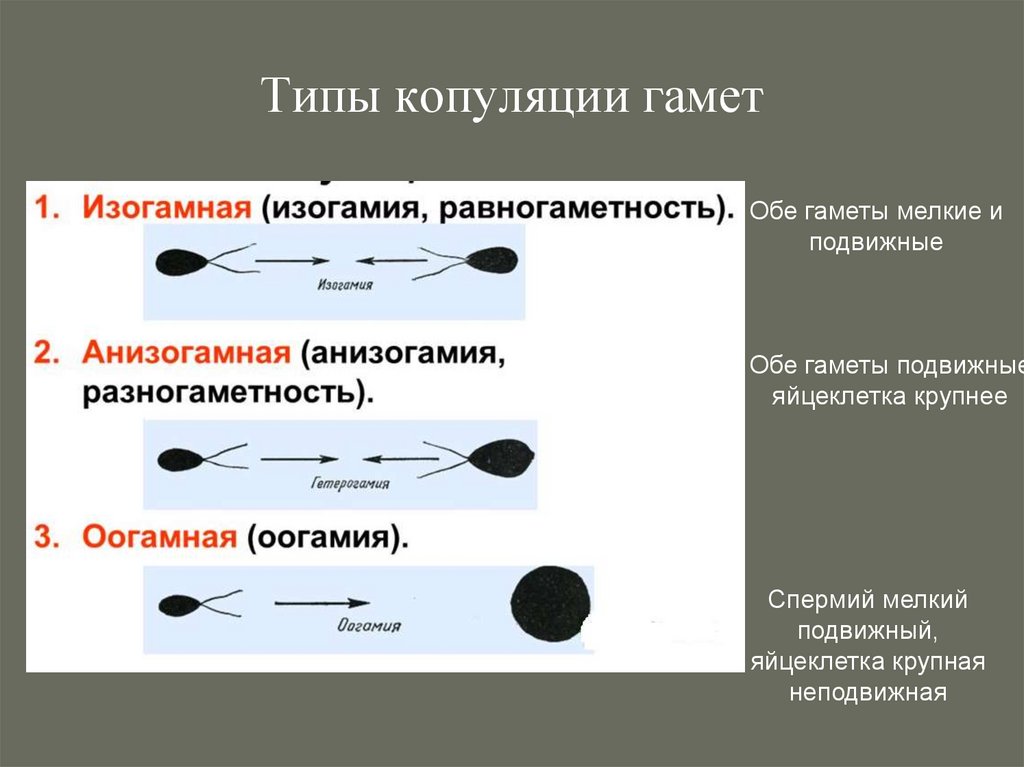 Типы копуляции гамет