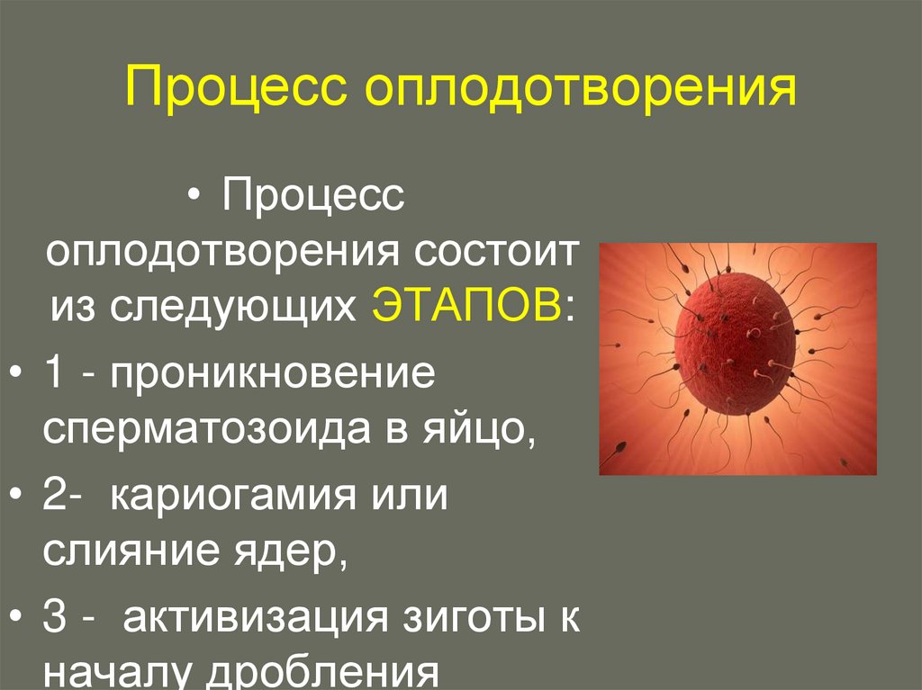 Процесс оплодотворения