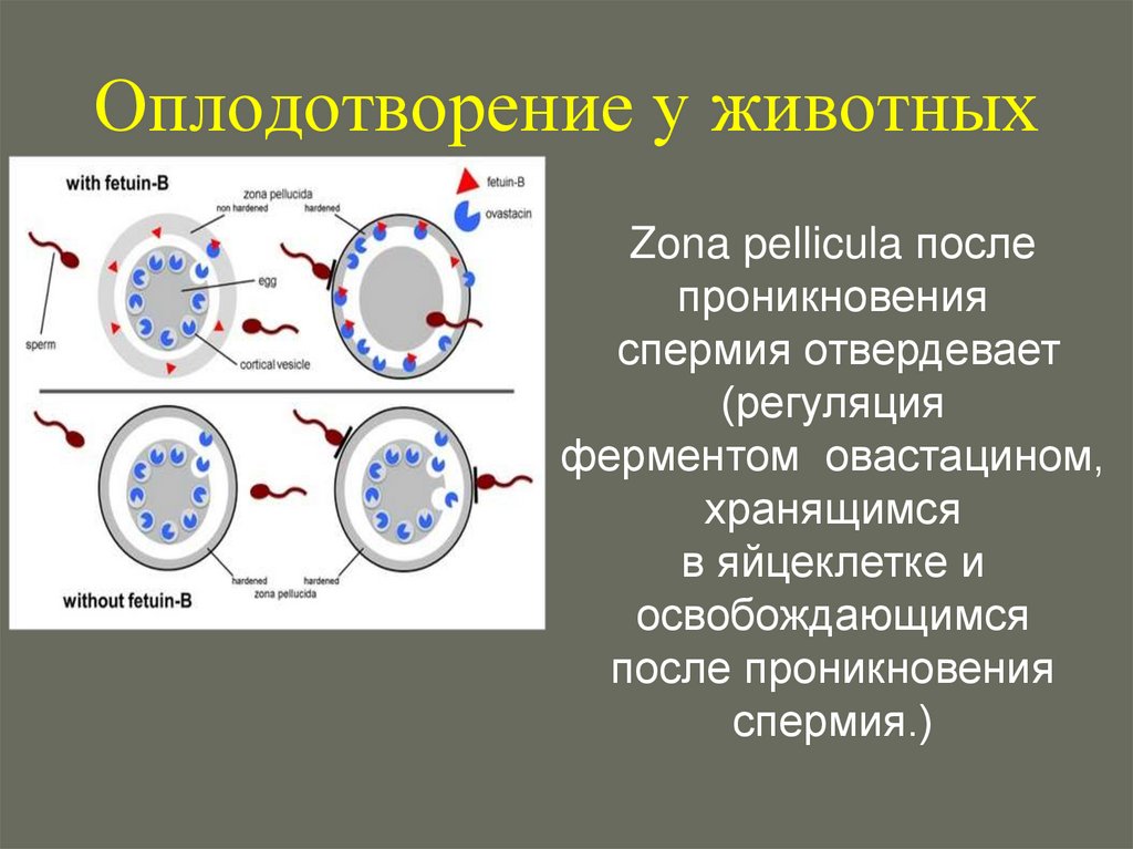 Оплодотворение у животных