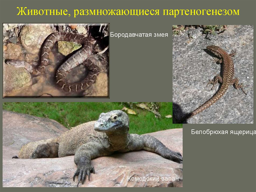 Животные, размножающиеся партеногенезом