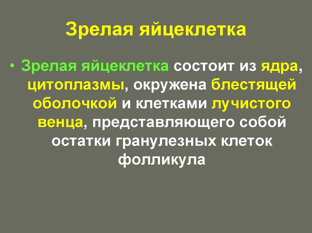 Зрелая яйцеклетка