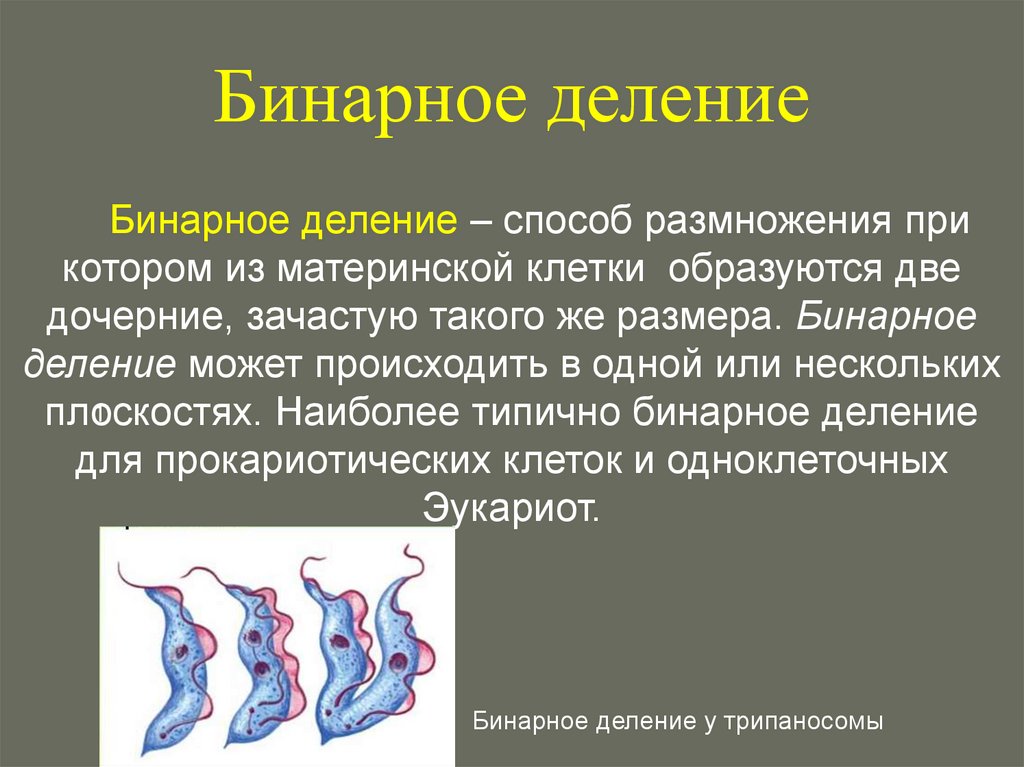 Бинарное деление