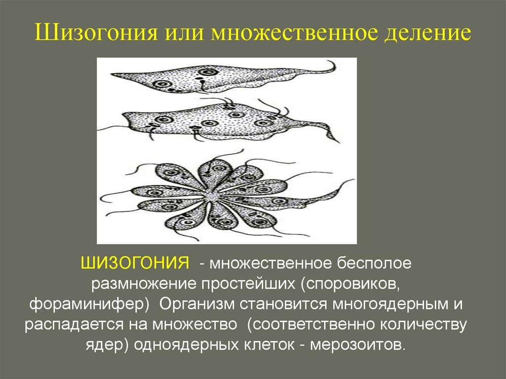 Шизогония или множественное деление