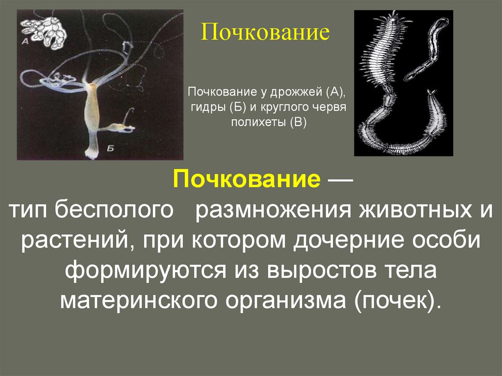 Почкование