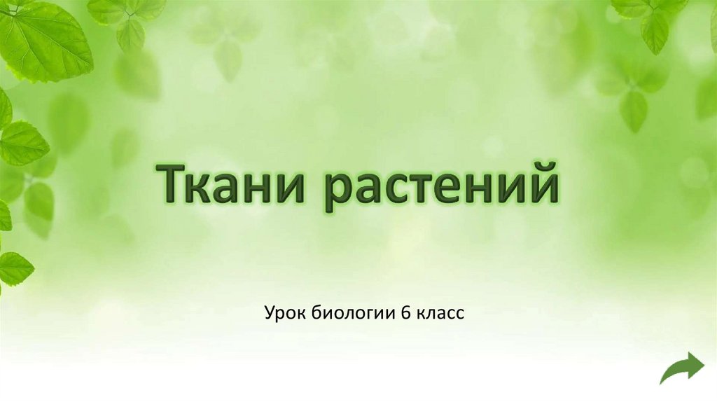Ткани растений