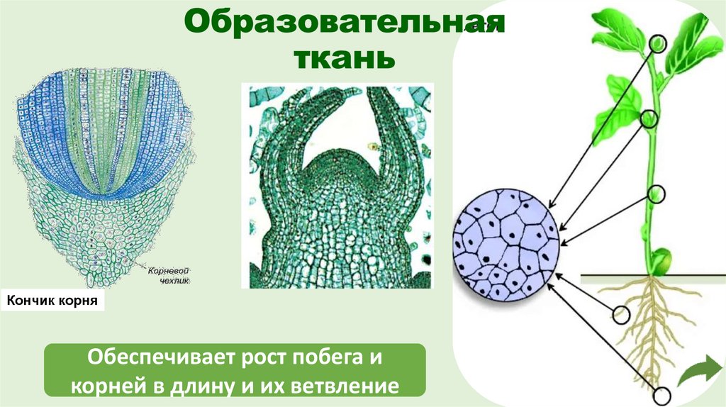 Образовательная ткань