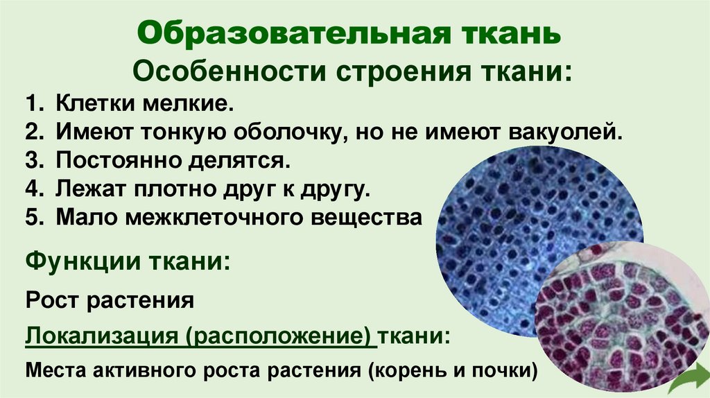 Образовательная ткань