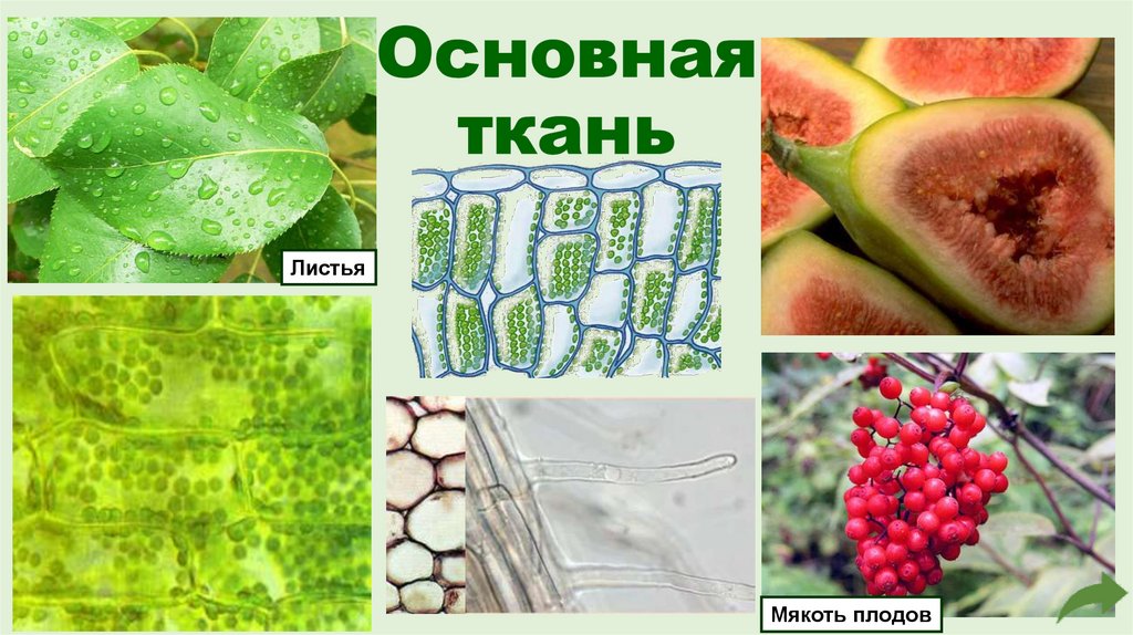 Основная ткань