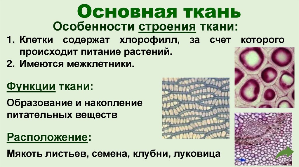 Основная ткань
