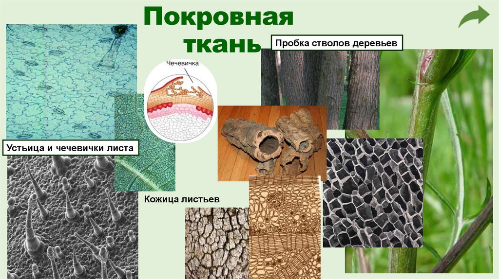 Покровная ткань