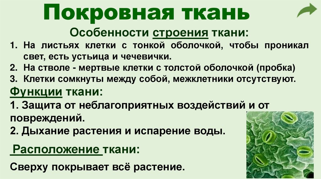 Покровная ткань
